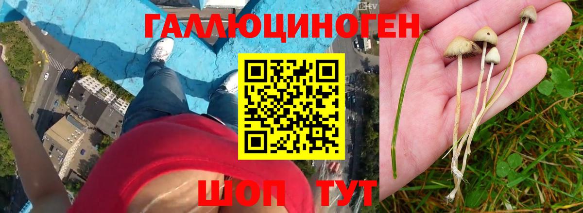 Псилоцибиновые грибы прущие грибы  магазин продажи наркотиков  Галлюциногенные грибы Psilocybine cubensis  Ессентуки  Вход с VPN 